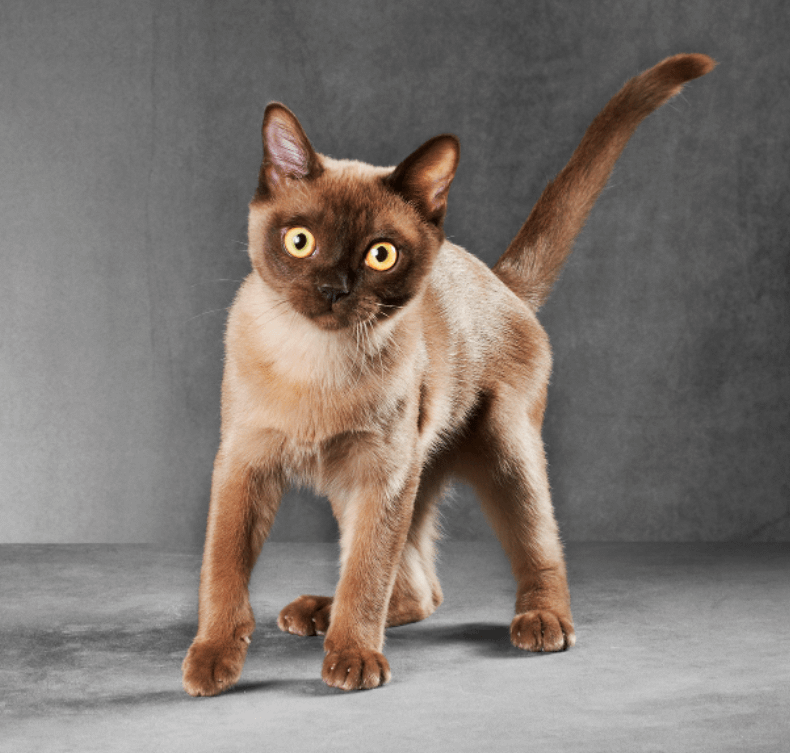 Burmese cat