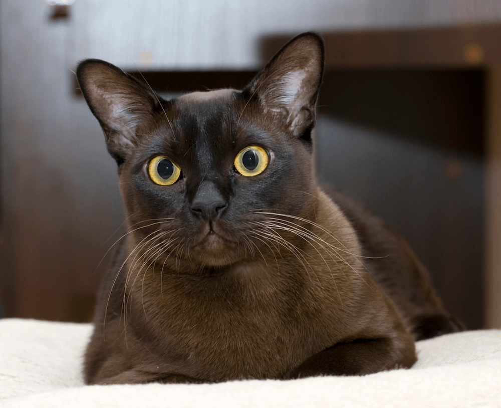 Burmese - most affectionate cat breeds