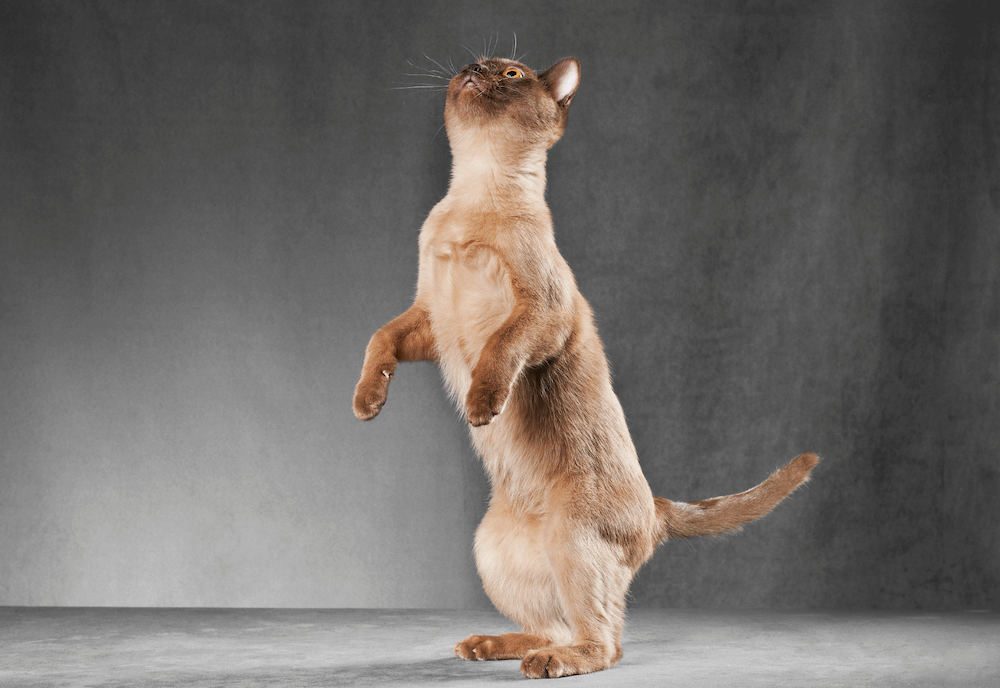 Burmese cat