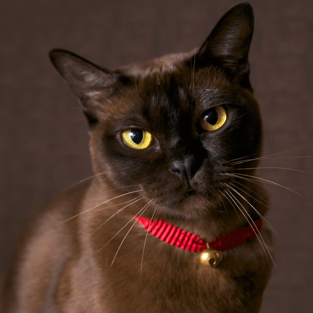 Burmese cat - friendliest cat breeds