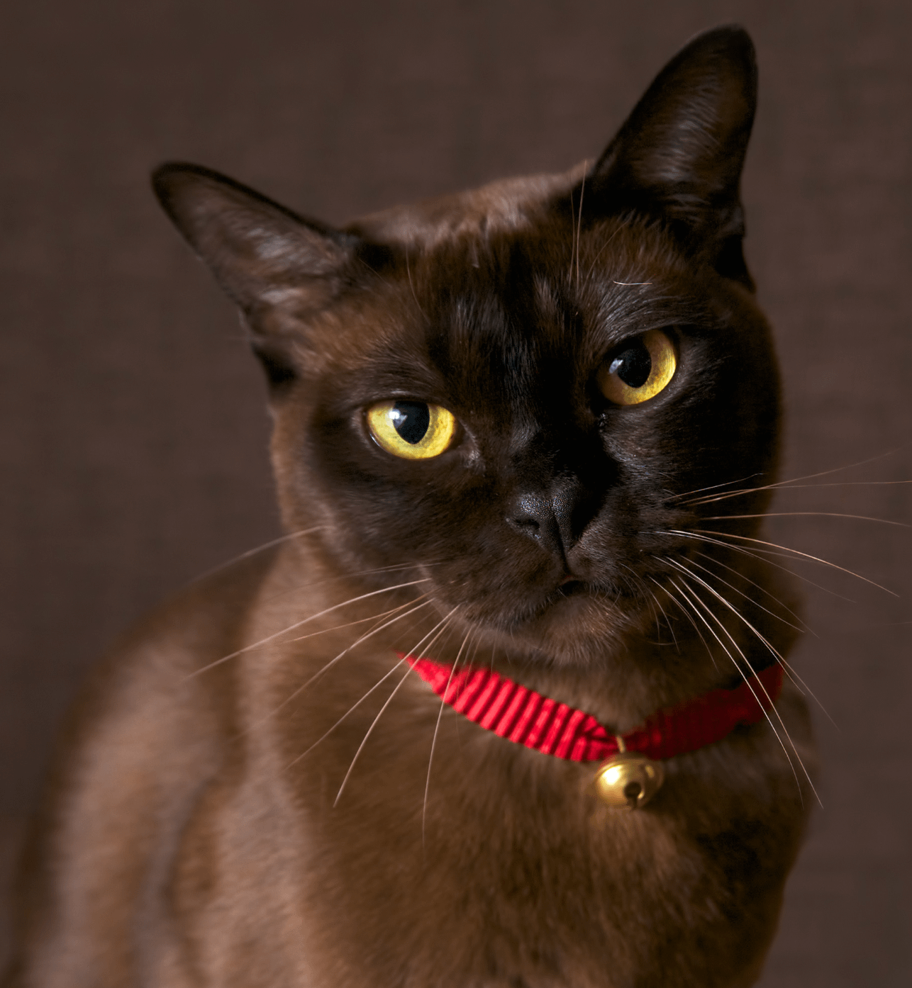 Burmese cat