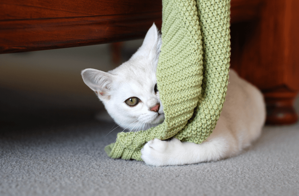 Burmilla cat playing with blanket