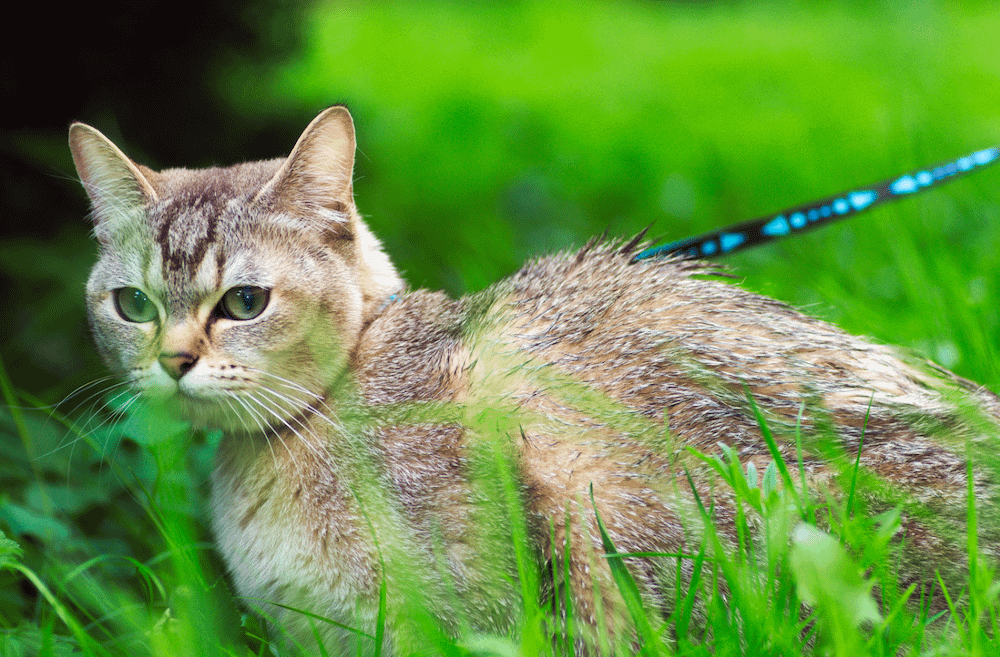 Burmilla cat outside on leash