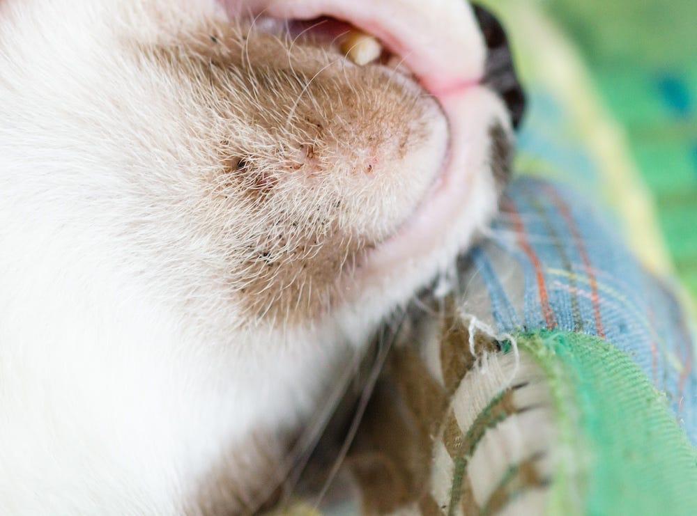 Home remedies for cat acne best sale