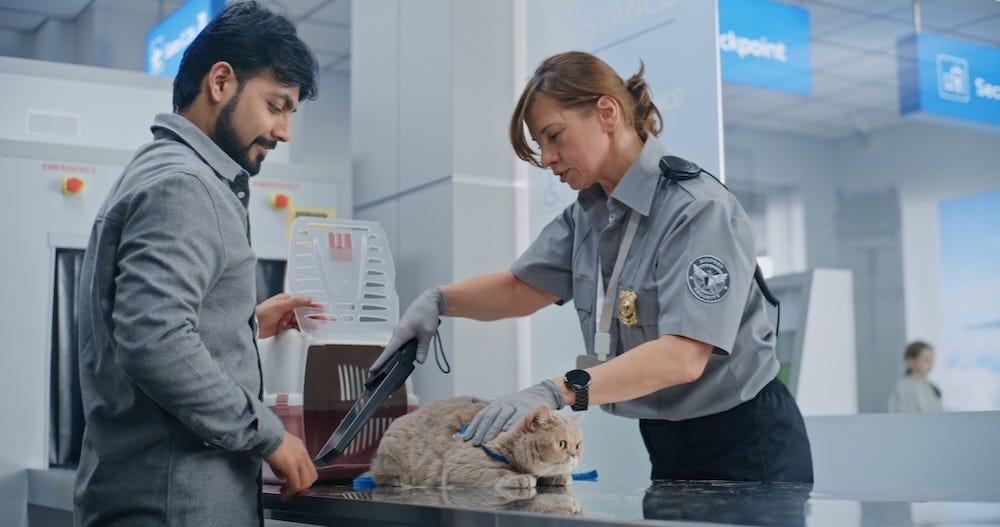 cat going through airport security
