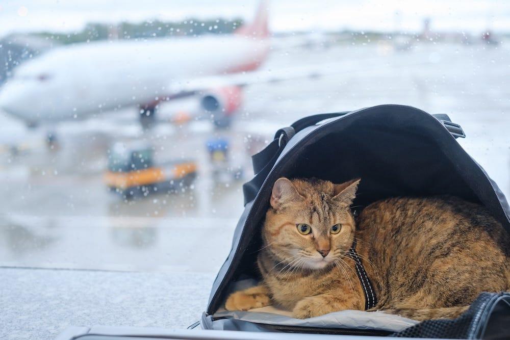 cat in carrier at airport