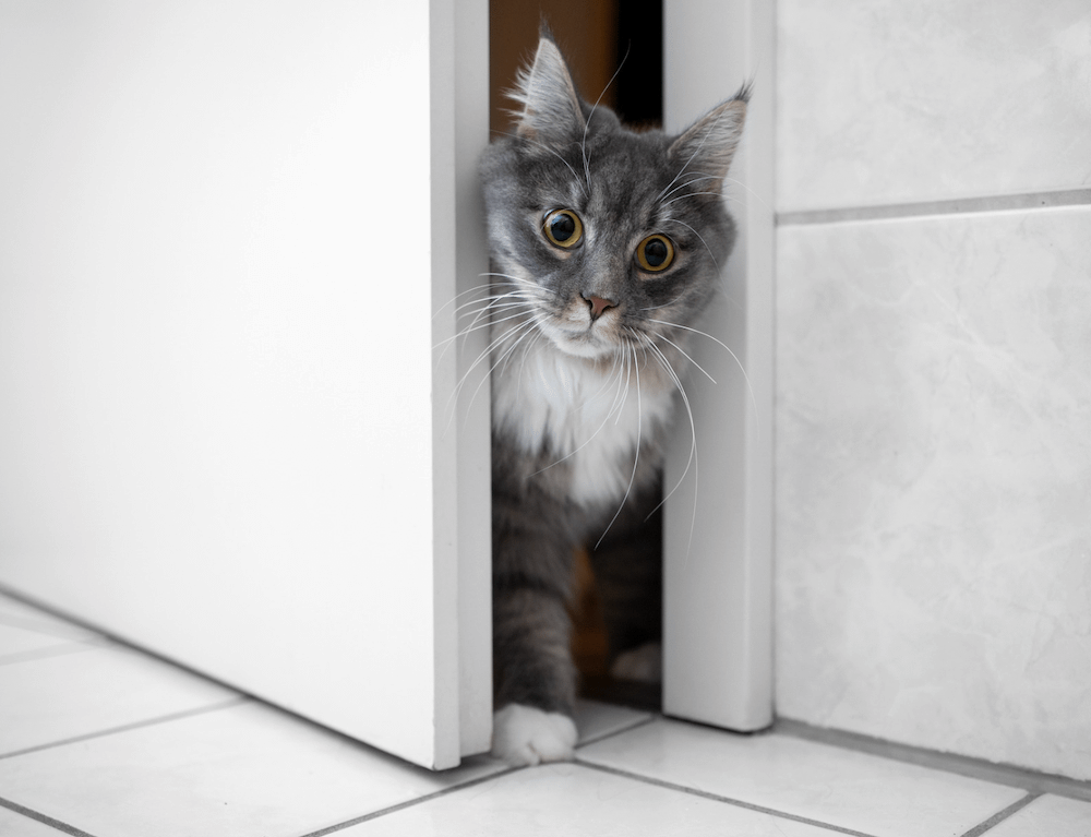long-haired cat in bathroom doorway