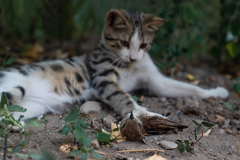 tabby cat with dead bird outside