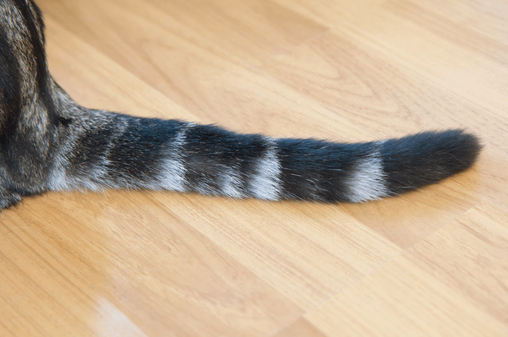 broken cat tail