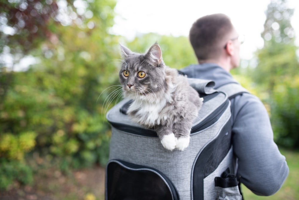long-haired cat in backpack carrier