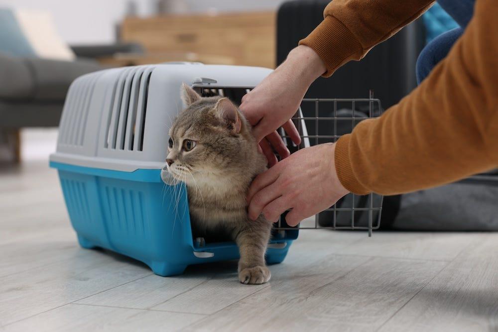 cat carrier traveling