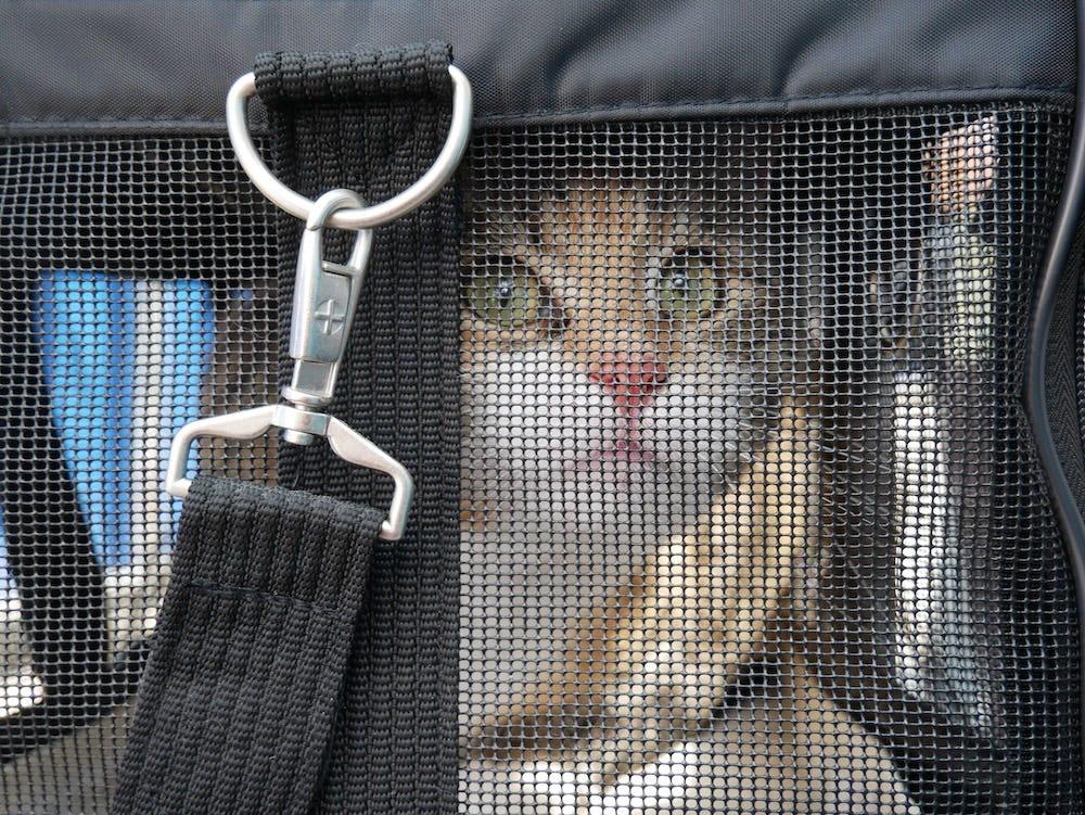 cat fearful in cat carrier