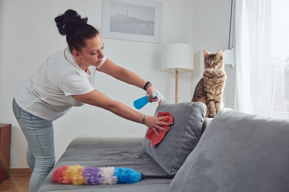 woman using pet-safe cleaner spray on couch with tabby cat