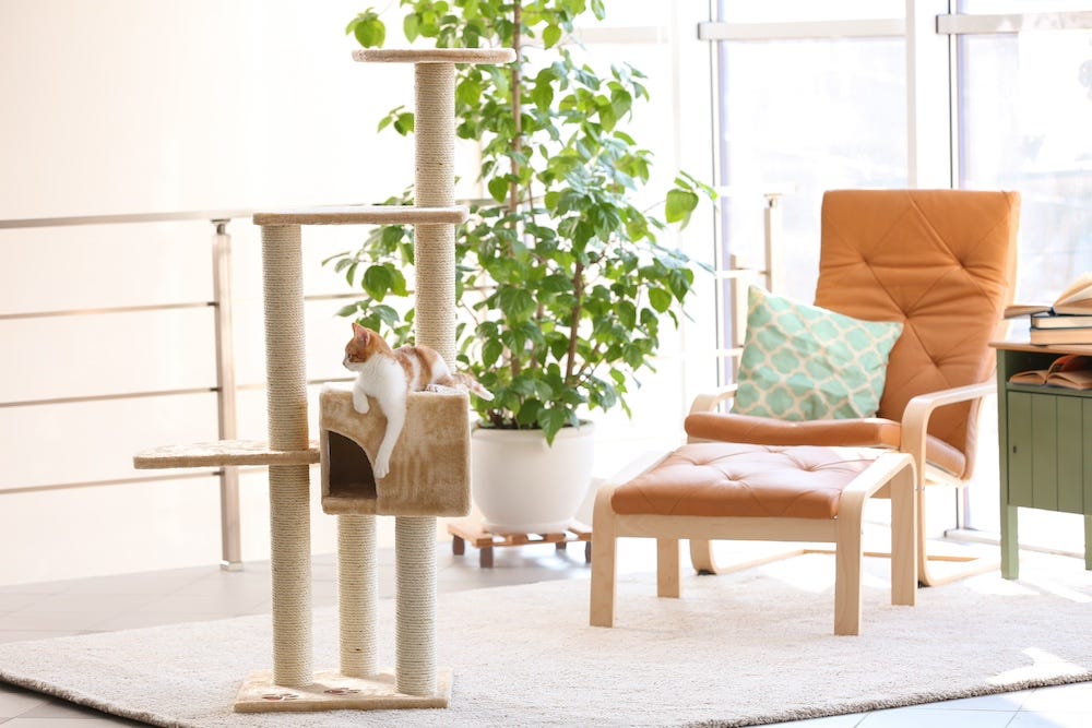 cat on cat tree with houseplant
