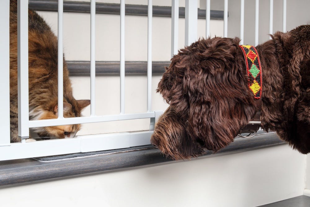 cat and dog sniffing through baby gate
