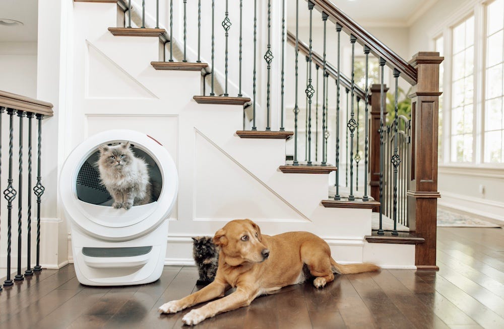 Siberian cat using Litter-Robot 4 while yellow lab lays nearby