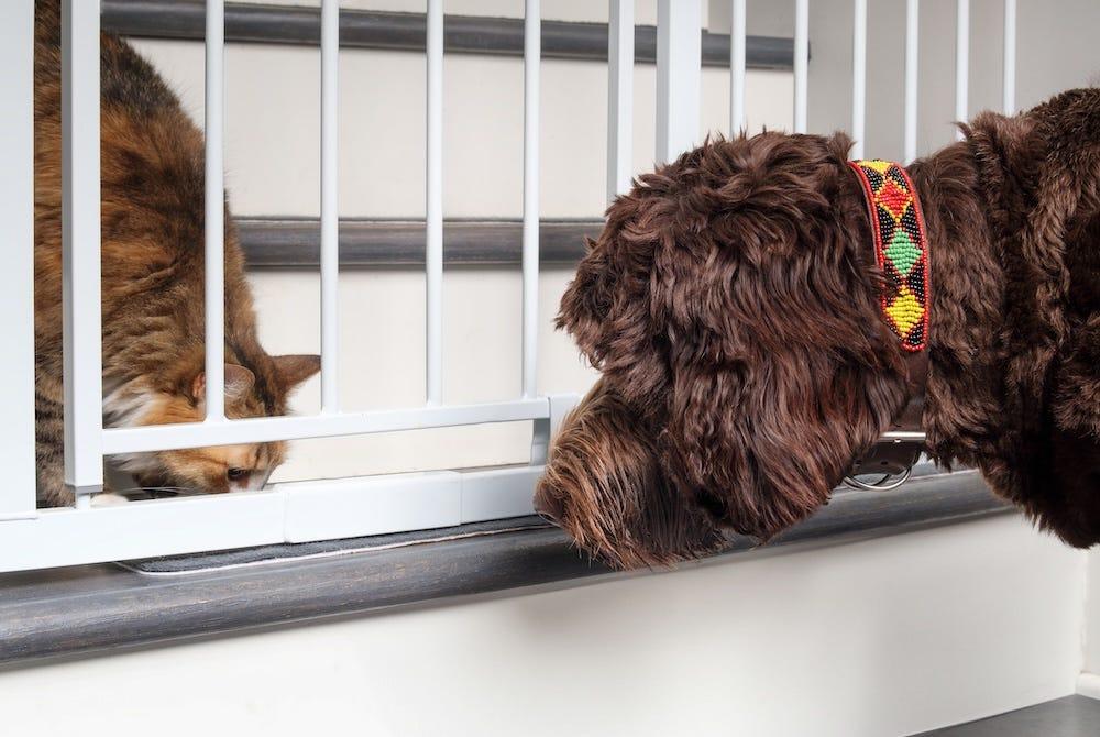 Dog and cat meeting with a gate in between them
