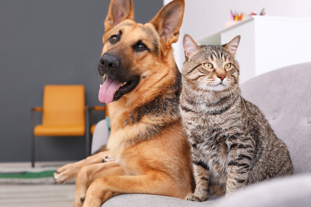 German Shepherd and tabby cat sitting back to back on couch