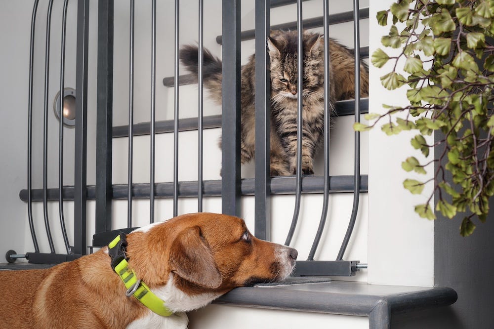 cat and dog meeting through pet gate
