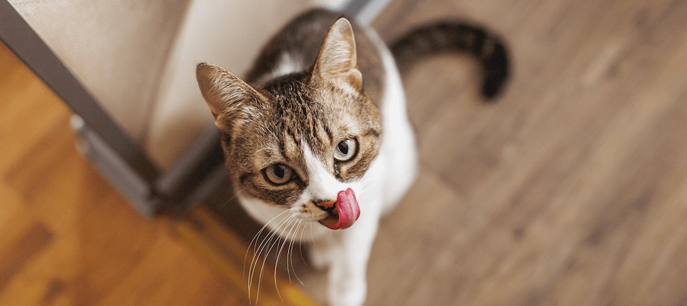 Can domestic cats eat raw chicken best sale