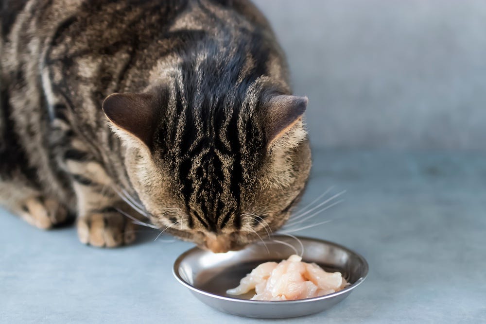 cat eating raw chicken