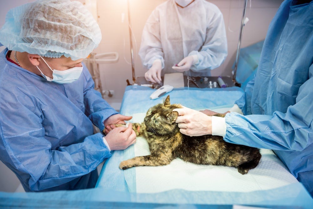 emergency vet preparing tortie cat for surgery