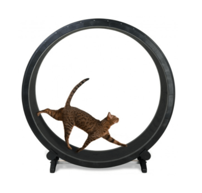 cat exercise wheel