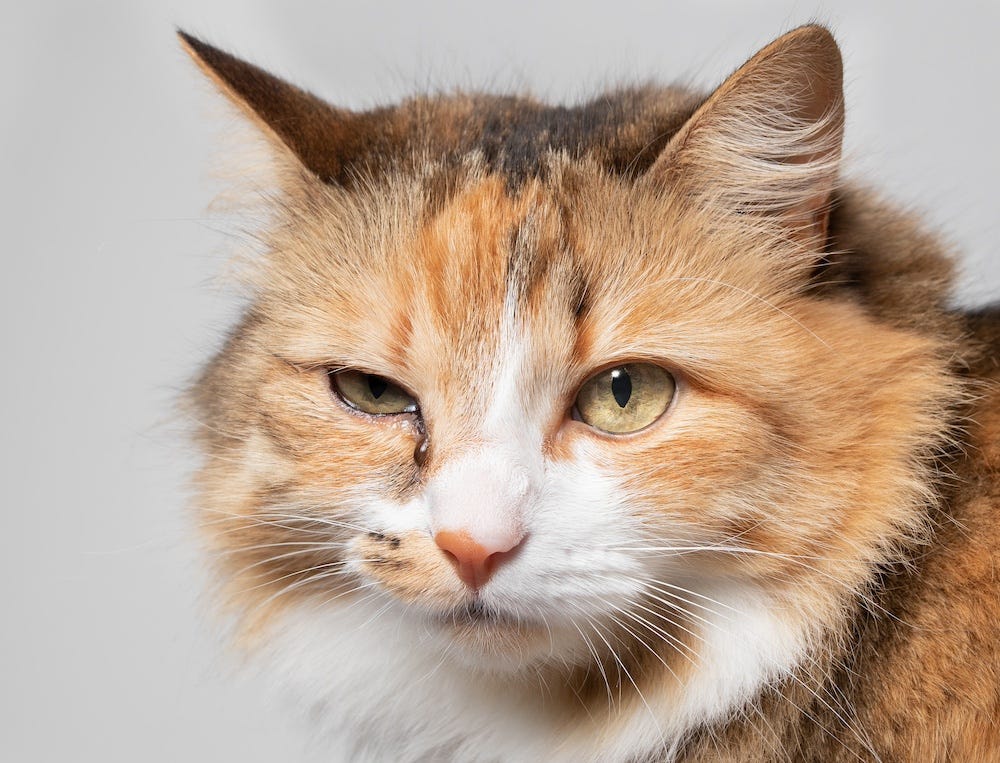 cat eye infection with discharge