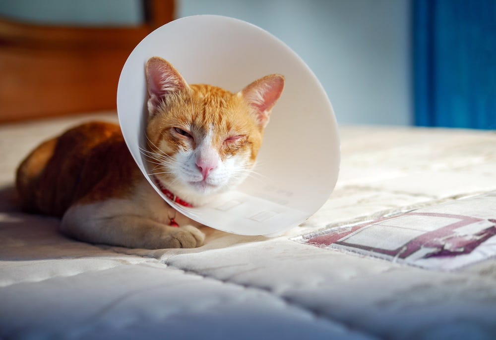 cat wearing e-collar with eye infection