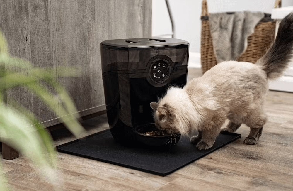 Siberian cat eating from Feeder-Robot automatic cat feeder