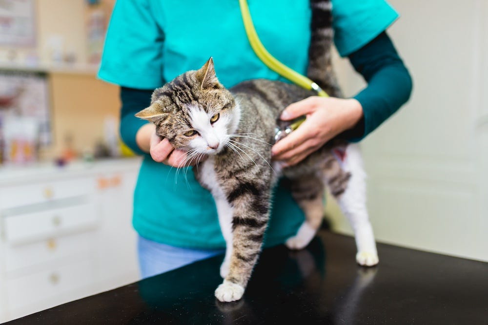vet listening to heartbeat of tabby cat