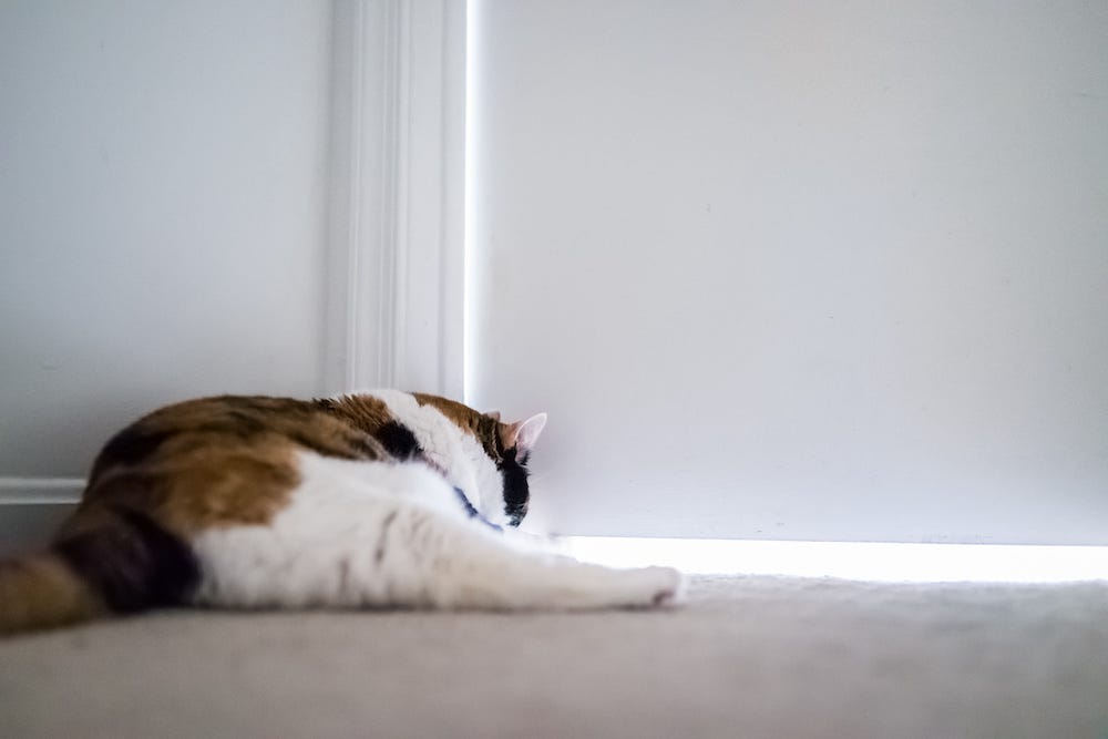 calico cat waiting outside door