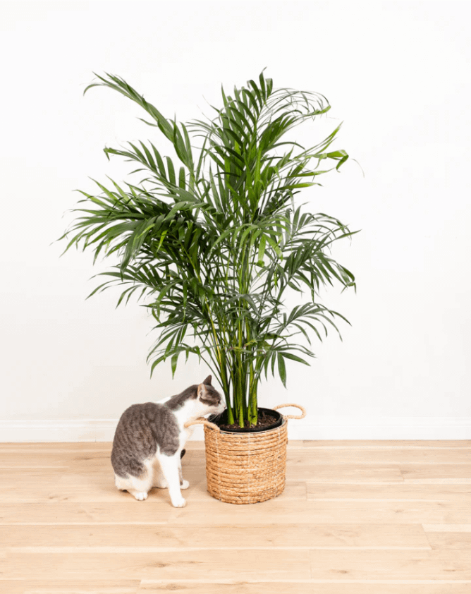 cat-friendly houseplant
