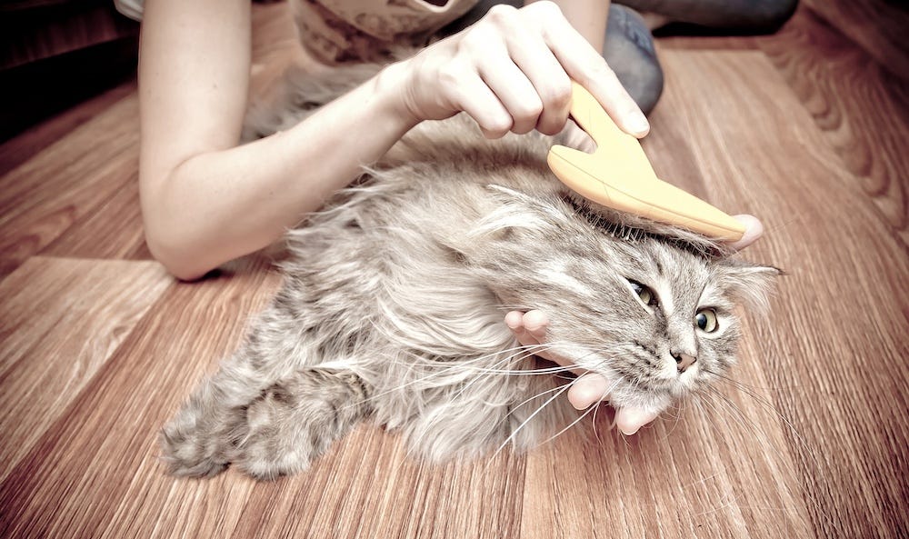 woman brushing long-haired cat
