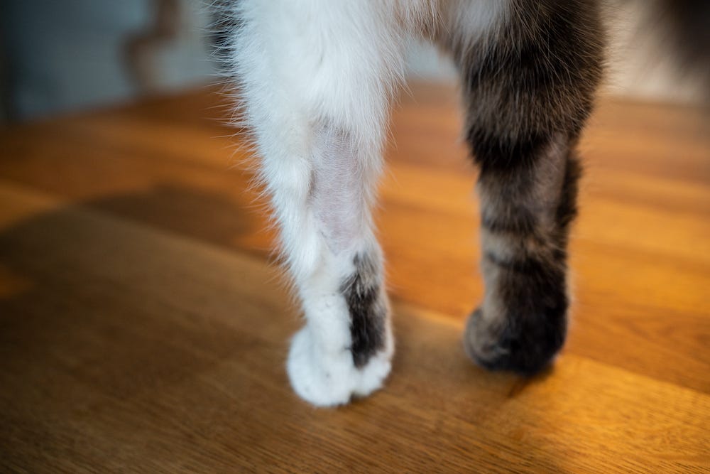 cat hair loss on front leg from overgrooming