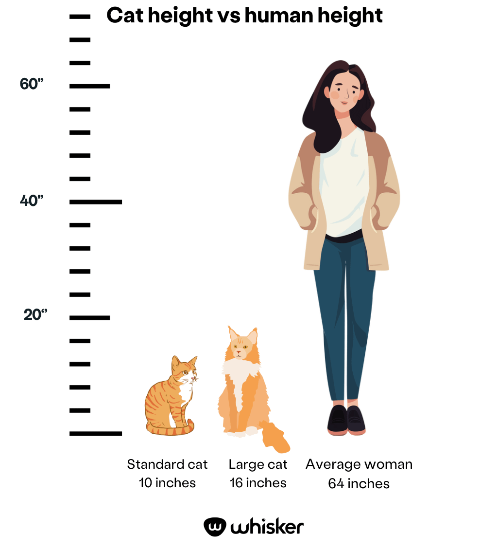 How To Tell How Big A Cat Will Be