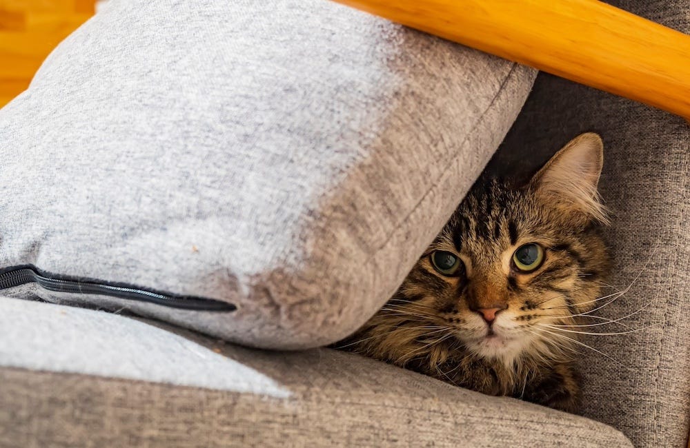 long-haired tabby cat hiding behind pillow on couch