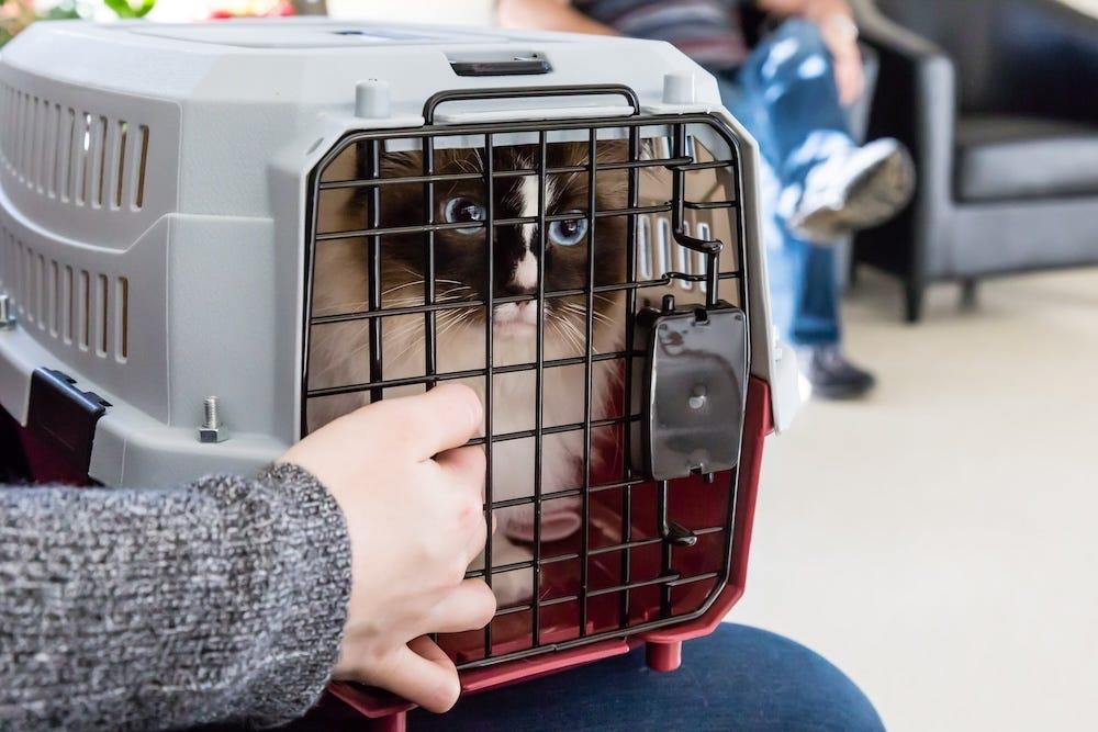 Ragdoll cat in carrier at vet