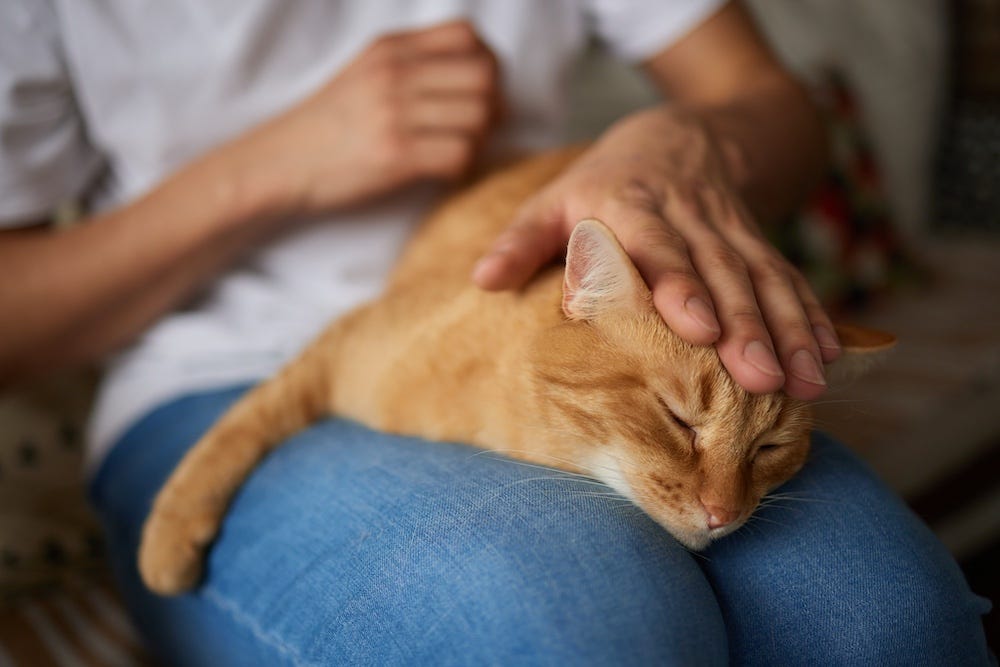 how to hold a cat - lap cuddle