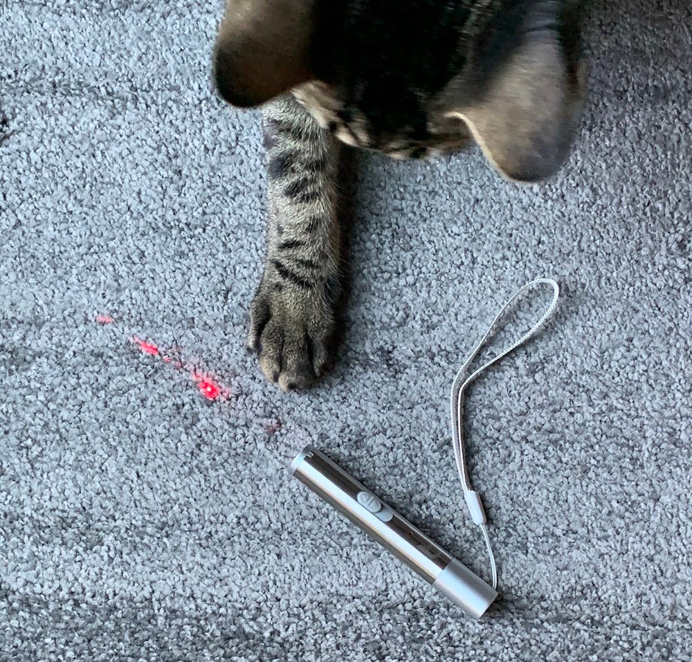 cat paw playing with laser pointer