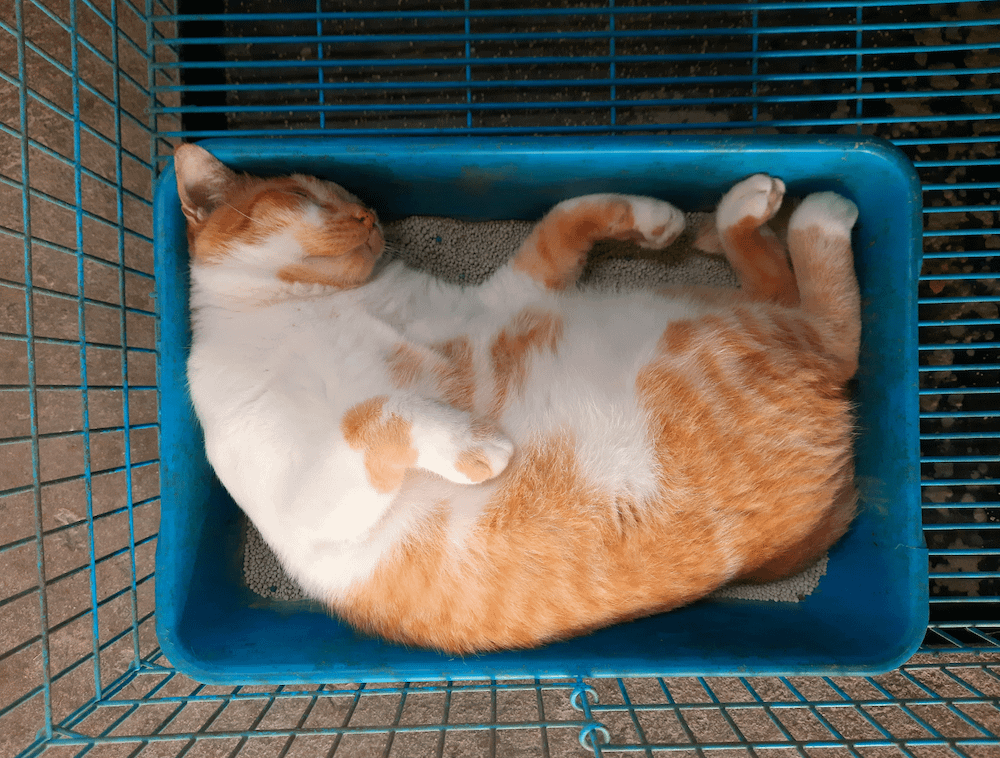 Why Is My Cat Sleeping in the Litter Box