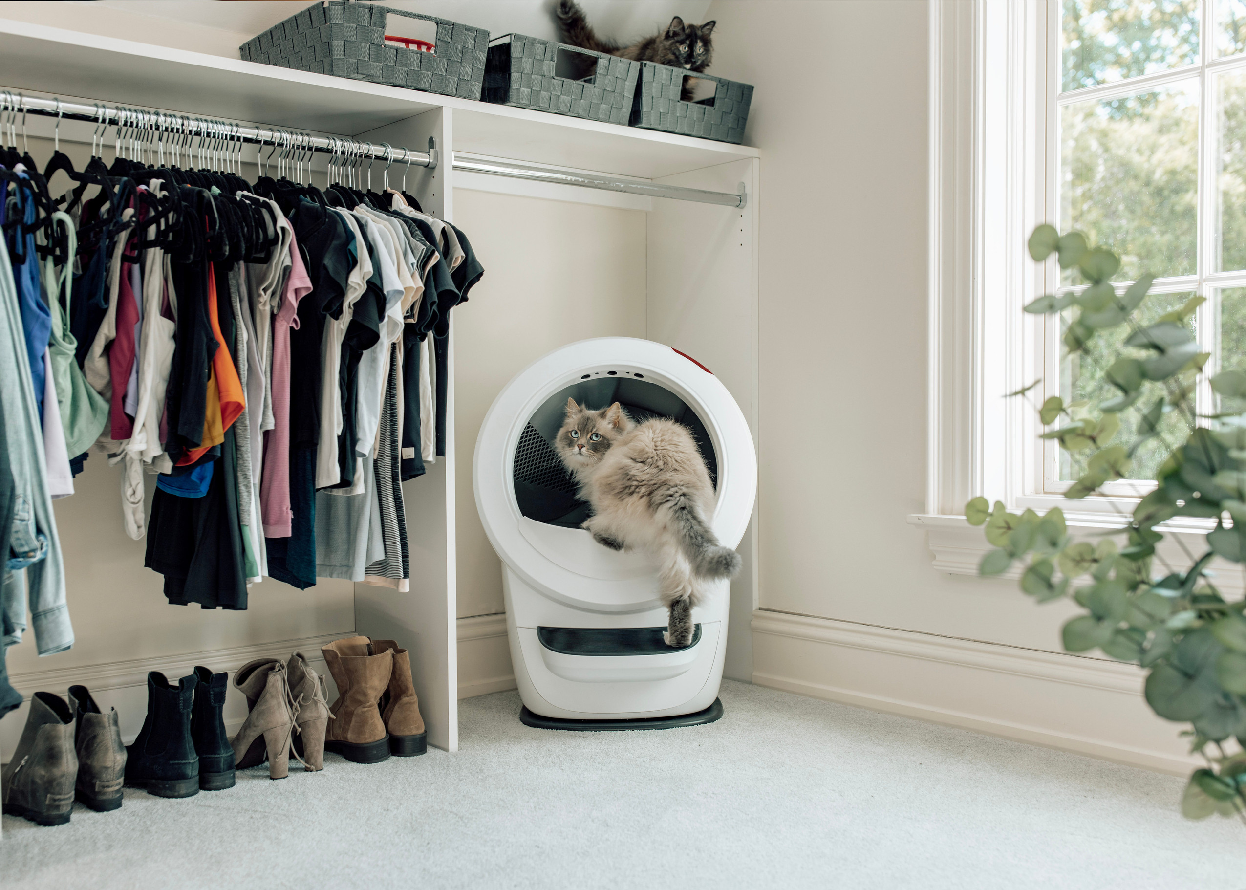 cat litter box training with self-cleaning litter box