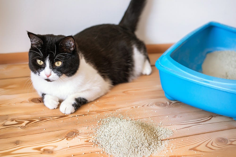 tuxedo cat next to litter box cat litter on floor