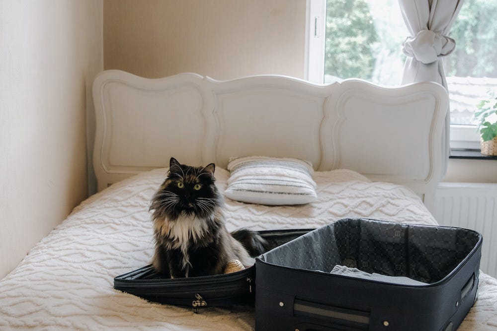 long-haired cat at Airbnb