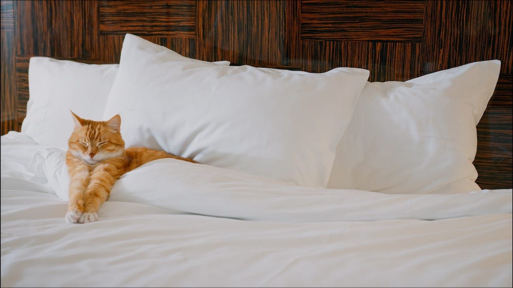 orange tabby cat in hotel bed