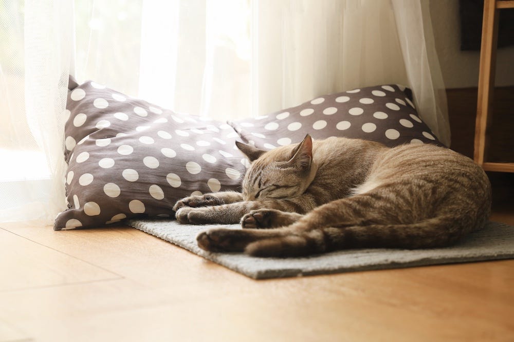 tabby cat sleeping in apartment