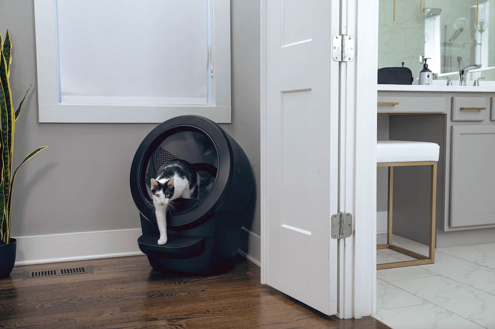 cat using Litter-Robot 4
