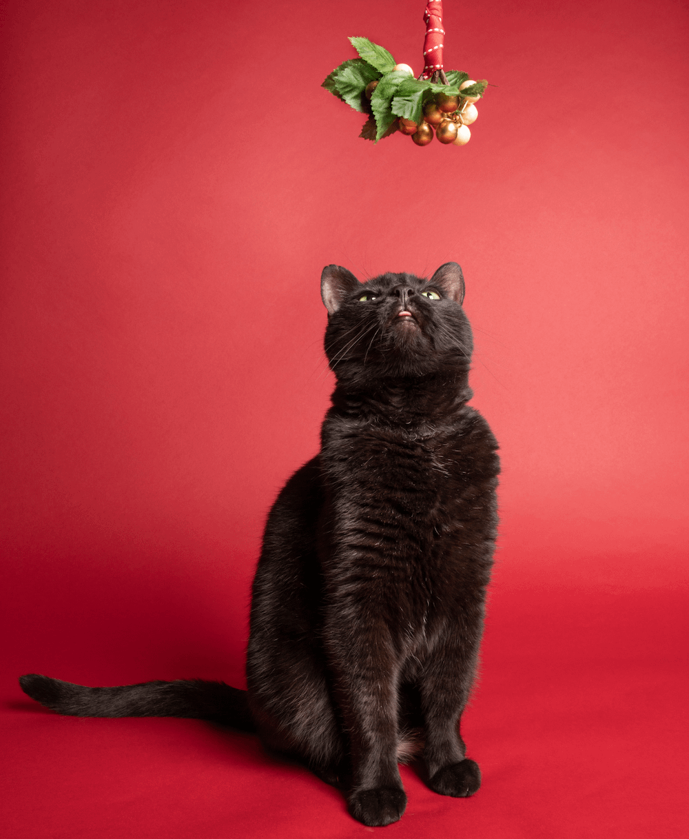 black cat sitting below mistletoe