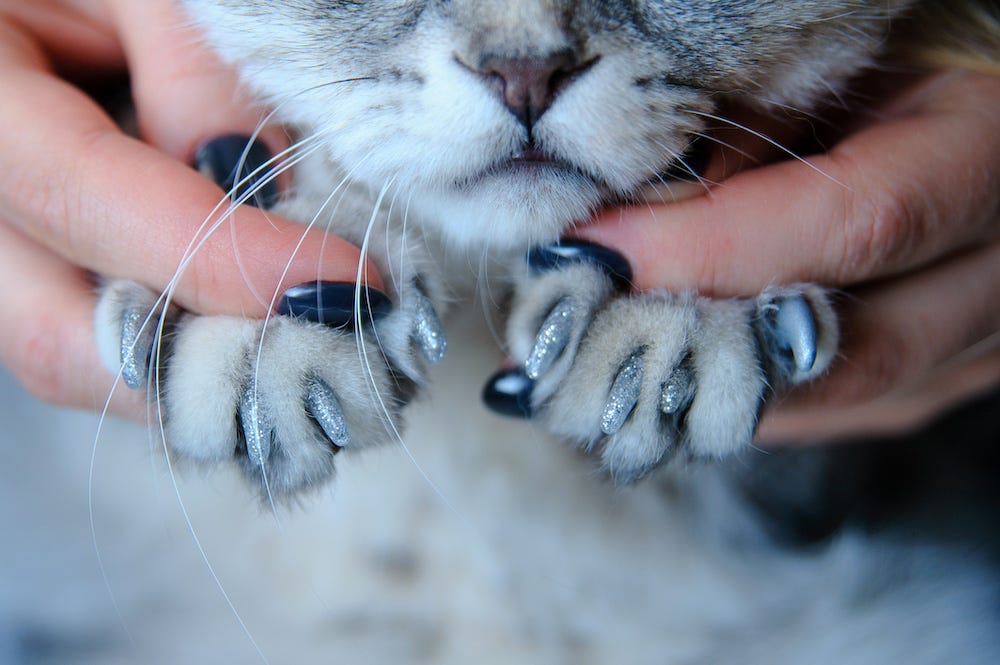 soft nail caps on cat nails