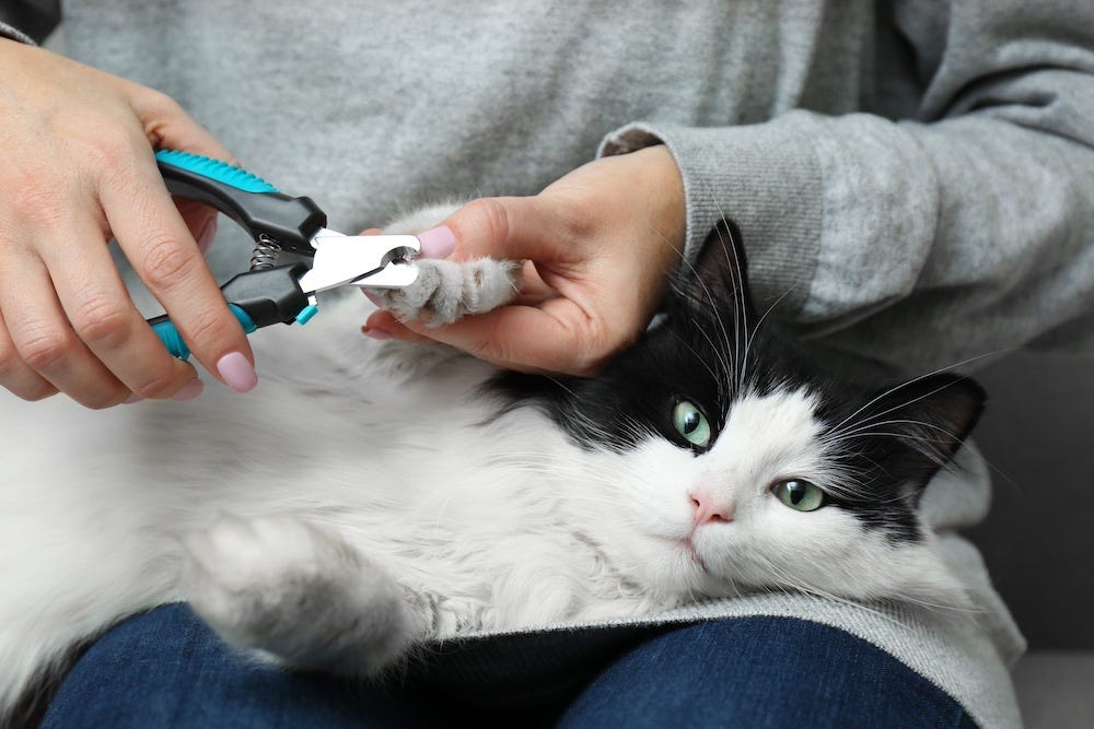 woman trimming long-haired tuxedo cat nails